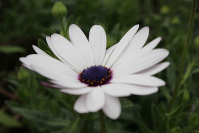 Close-up of white flower blooming outdoors