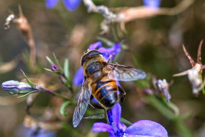 Close-up of bee pollinating on purple flower