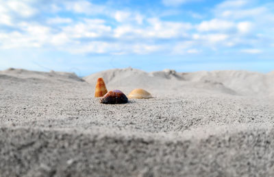 Close-up of seashell on sand at beach against sky