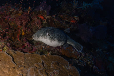 Close-up of fish swimming in sea