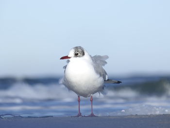 Seagull perching on a beach