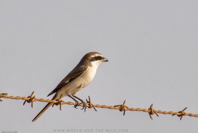 Low angle view of bird perching on fence against clear sky