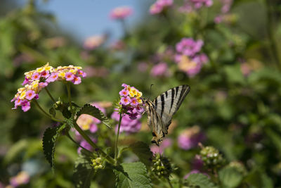 Butterfly on pink flowering plant