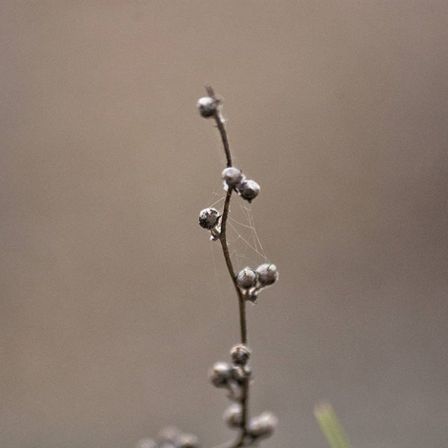 twig, hanging, low angle view, close-up, stem, focus on foreground, copy space, nature, fragility, clear sky, lighting equipment, no people, selective focus, outdoors, plant, day, branch, beauty in nature, growth, electricity