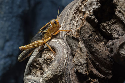 Close-up of grasshopper on tree trunk