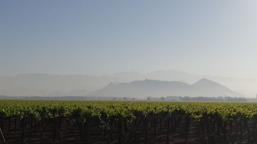 Scenic view of vineyard against clear sky