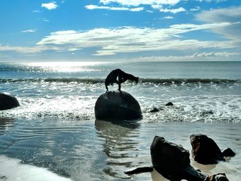 Silhouette birds on beach against sky