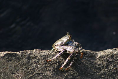 Close up of crab on rock