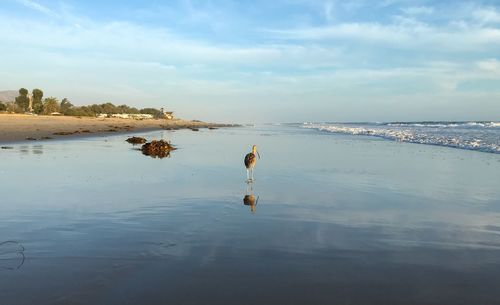 Rear view of person on beach against sky