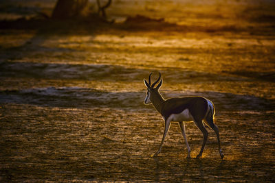 Springbok