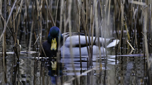 Close-up of male duck swimming among the reeds in a lake in sweden. hi is reflected in the water.