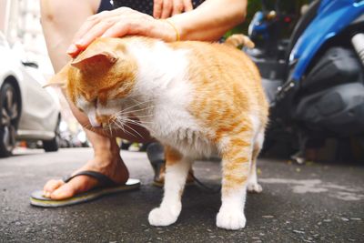 Low section of person sitting with cat