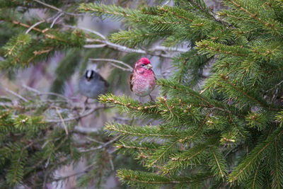 Bird perching on a branch