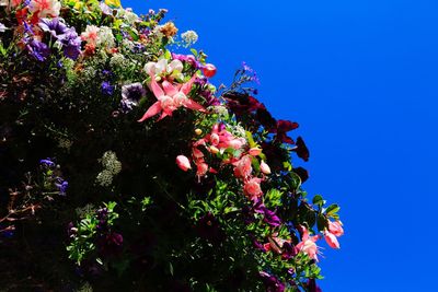 Low angle view of pink flowering plant against blue sky