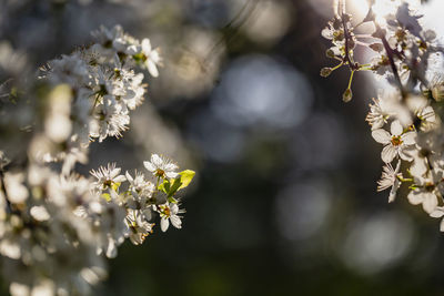 Close-up of white flowering plant