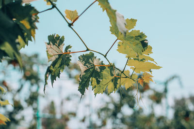 Low angle view of flowering plant against sky