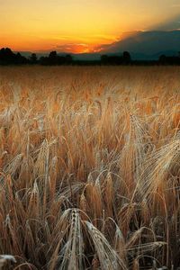 Scenic view of field against sky at sunset