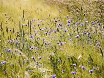 Close-up of purple flowering plants on field