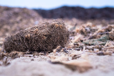 Close-up of dried plant on land