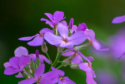 Close-up of pink flowering plants