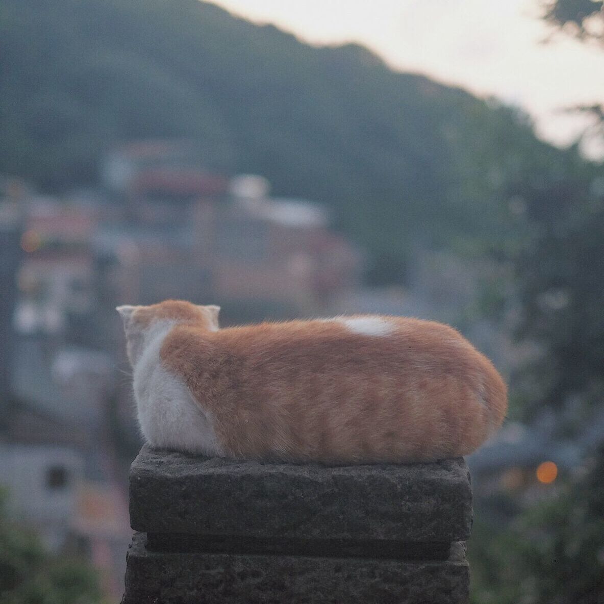 focus on foreground, close-up, selective focus, rock - object, outdoors, stone material, day, sky, nature, no people, built structure, stone, old, stone - object, textured, sunlight, building exterior, tree, tranquility, stone wall