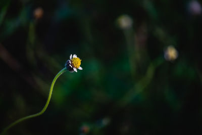 Close-up of flowering plant