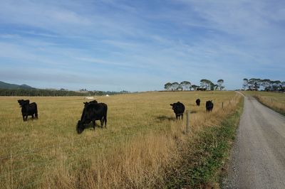 Cattles in a field