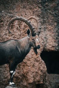 Close-up of an animal