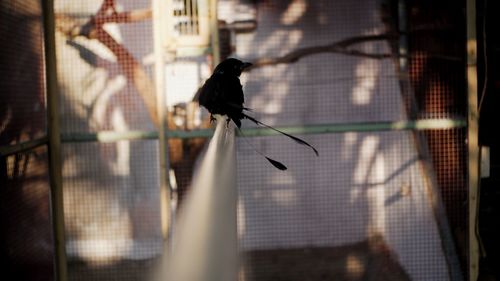 Bird perching in cage