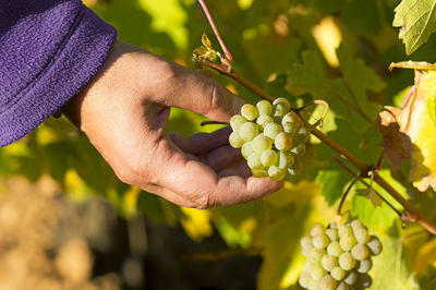 Cropped image of woman touching bunch of grapes growing at vineyard