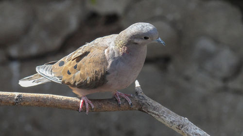 Close-up of bird perching on a branch