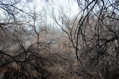 Low angle view of bare trees against sky