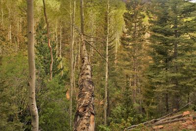 Pine trees in forest