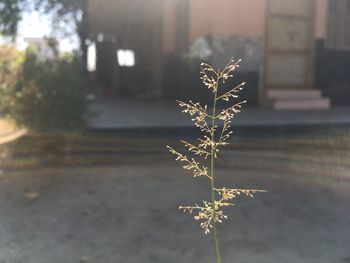 Close-up of plant