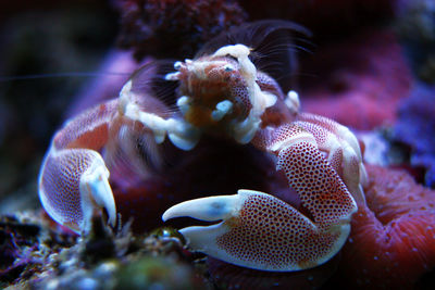 Extreme close up of crab