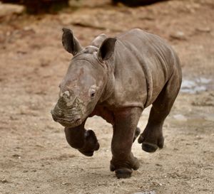 Close-up of rhinoceros running on field