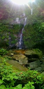 Scenic view of waterfall in forest