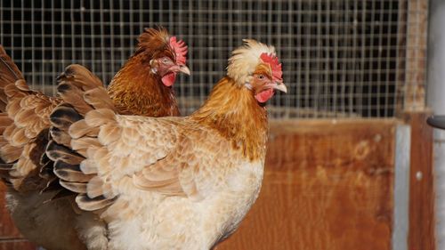 Close-up of chickens