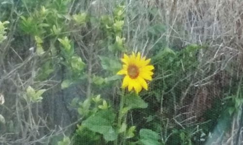 Close-up of yellow flower blooming outdoors