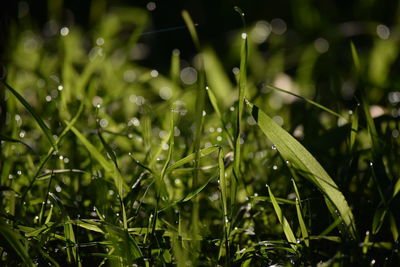 Close-up of wet grass during rainy season