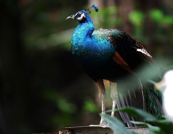 Low angle view of peacock at park