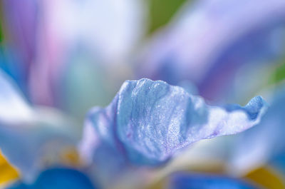 Close-up of purple flowering plant