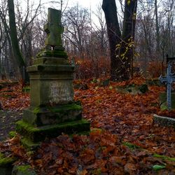 Autumn leaves on tree trunk