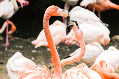 Close-up of birds in sea