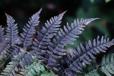 Dry fern in autumn