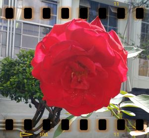 Close-up of red flower