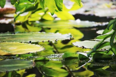 Close-up of insect on leaf