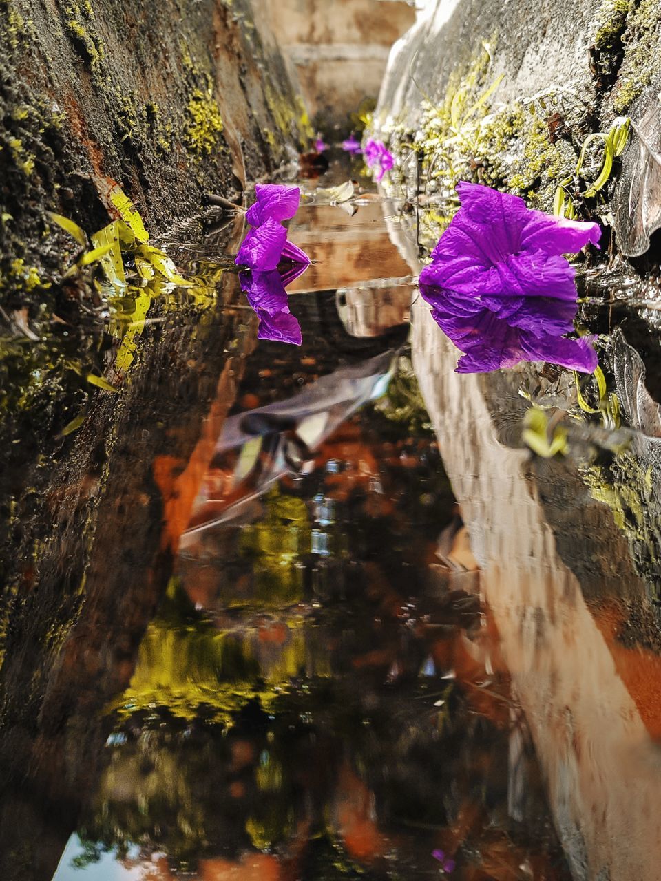 CLOSE-UP OF PURPLE FLOWERING PLANT BY WATER