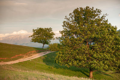 Trees on field against sky