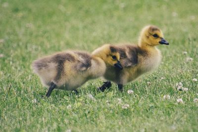 View of ducks on field